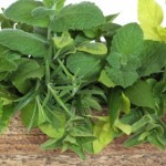 Planting an Herb Box